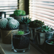 Illustration for article titled The Best Places to Buy Houseplants Onlineem/em